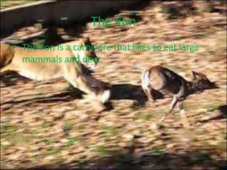 The lionThe lion is a carnivore that likes to eat large mammals and deer.