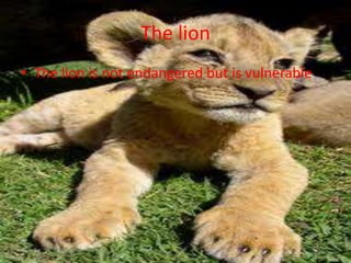 The lionThe lion is not endangered but is vulnerable