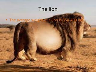 The lionThe average weight of a lion is 350-400 lbs