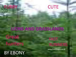 FURRY          CUTE



  LIONS AND GRASSLANDS
Great           FAST
hunters         RUNNERS
               www.freeimages.co.uk

BY EBONY
 