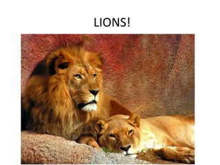 LIONS!
 