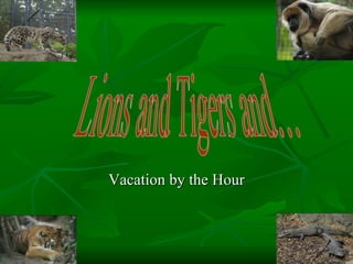 Vacation by the Hour Lions and Tigers and… 