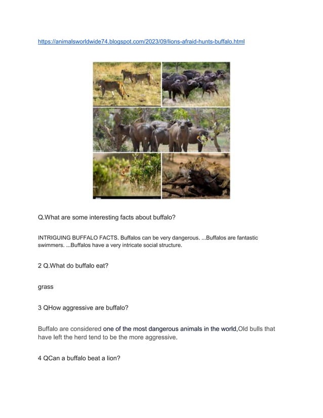 lions-afraid-hunts-buffalo-docx