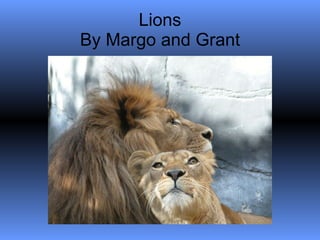 Lions By Margo and Grant 
