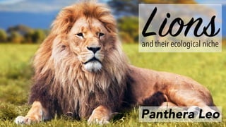 Lionsand their ecological niche
Panthera Leo
 