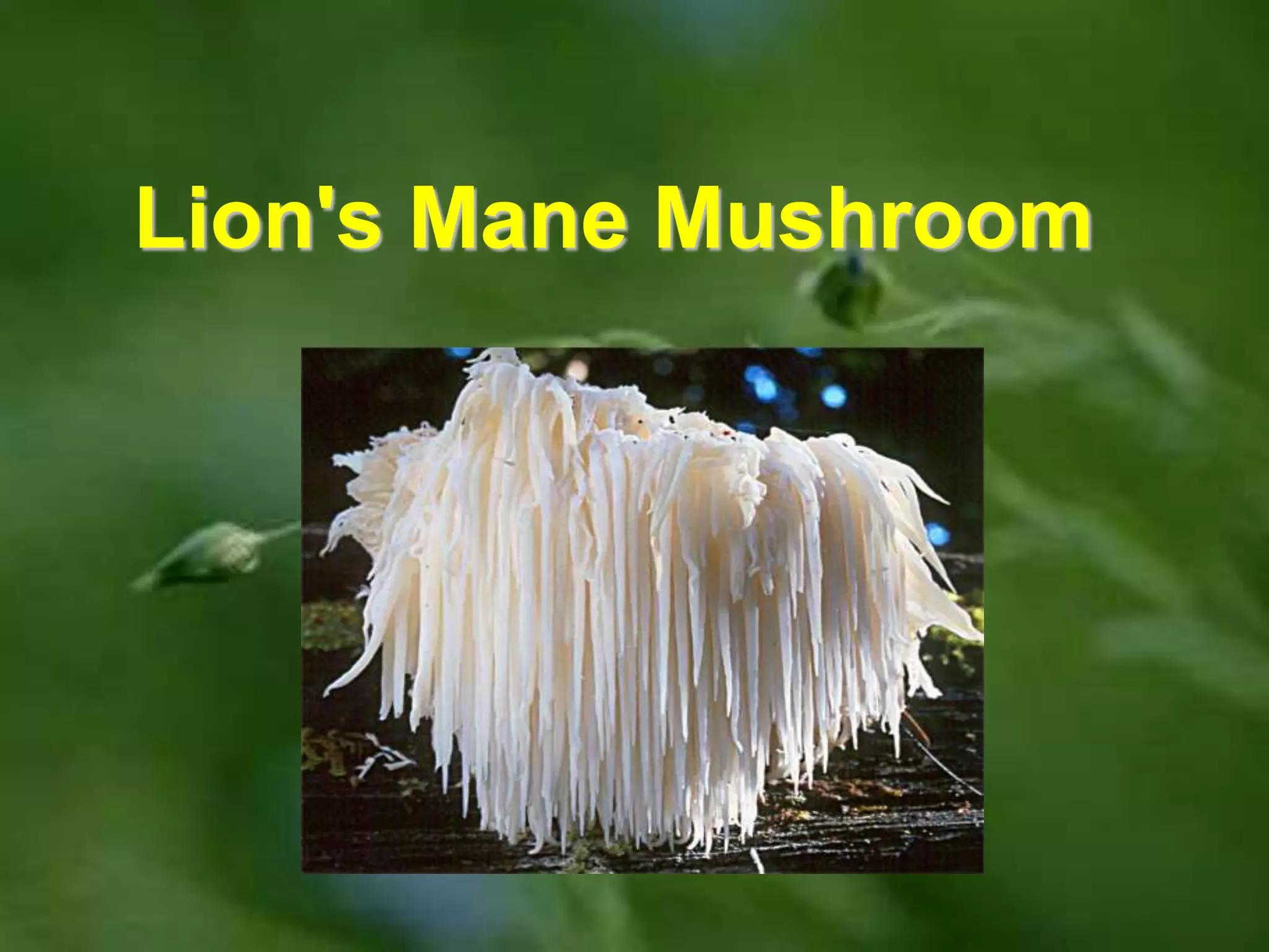 DXN Lion´s Mane mushroom | PPT