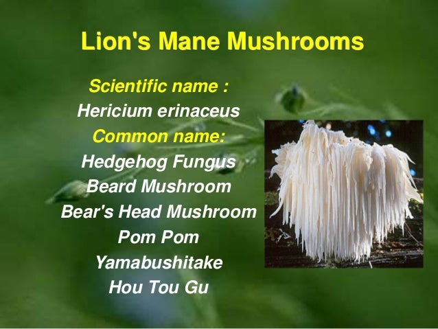 DXN Lion´s Mane mushroom DXN Lion´s Mane mushroom