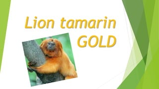 Lion tamarin
GOLD
 