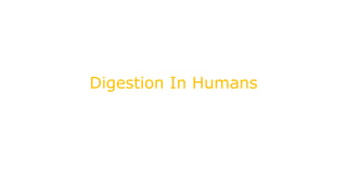 Digestion In Humans
 