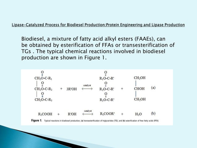 Lipase catalyzed process for biodiesel production protein engineering ...