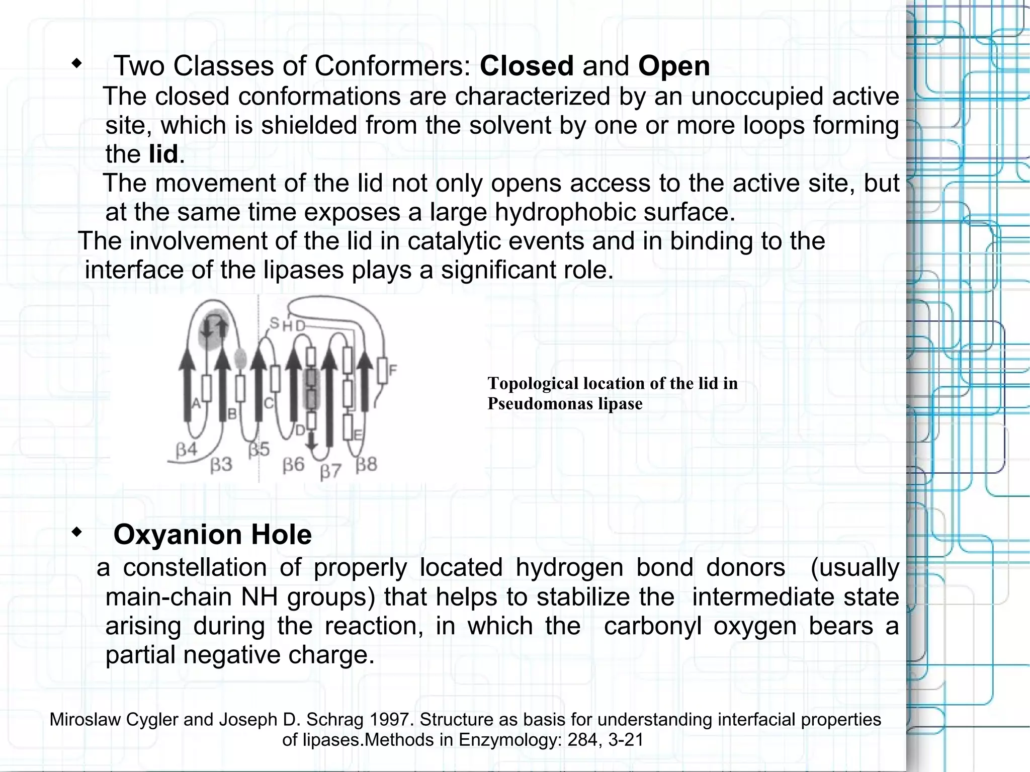 
Two Classes of Conformers: Closed and Open
The closed conformations are characterized by an unoccupied active
site, which is shielded from the solvent by one or more loops forming
the lid.
The movement of the lid not only opens access to the active site, but
at the same time exposes a large hydrophobic surface.
The involvement of the lid in catalytic events and in binding to the
interface of the lipases plays a significant role.

Oxyanion Hole
a constellation of properly located hydrogen bond donors (usually
main-chain NH groups) that helps to stabilize the intermediate state
arising during the reaction, in which the carbonyl oxygen bears a
partial negative charge.
Topological location of the lid in
Pseudomonas lipase
Miroslaw Cygler and Joseph D. Schrag 1997. Structure as basis for understanding interfacial properties
of lipases.Methods in Enzymology: 284, 3-21
 