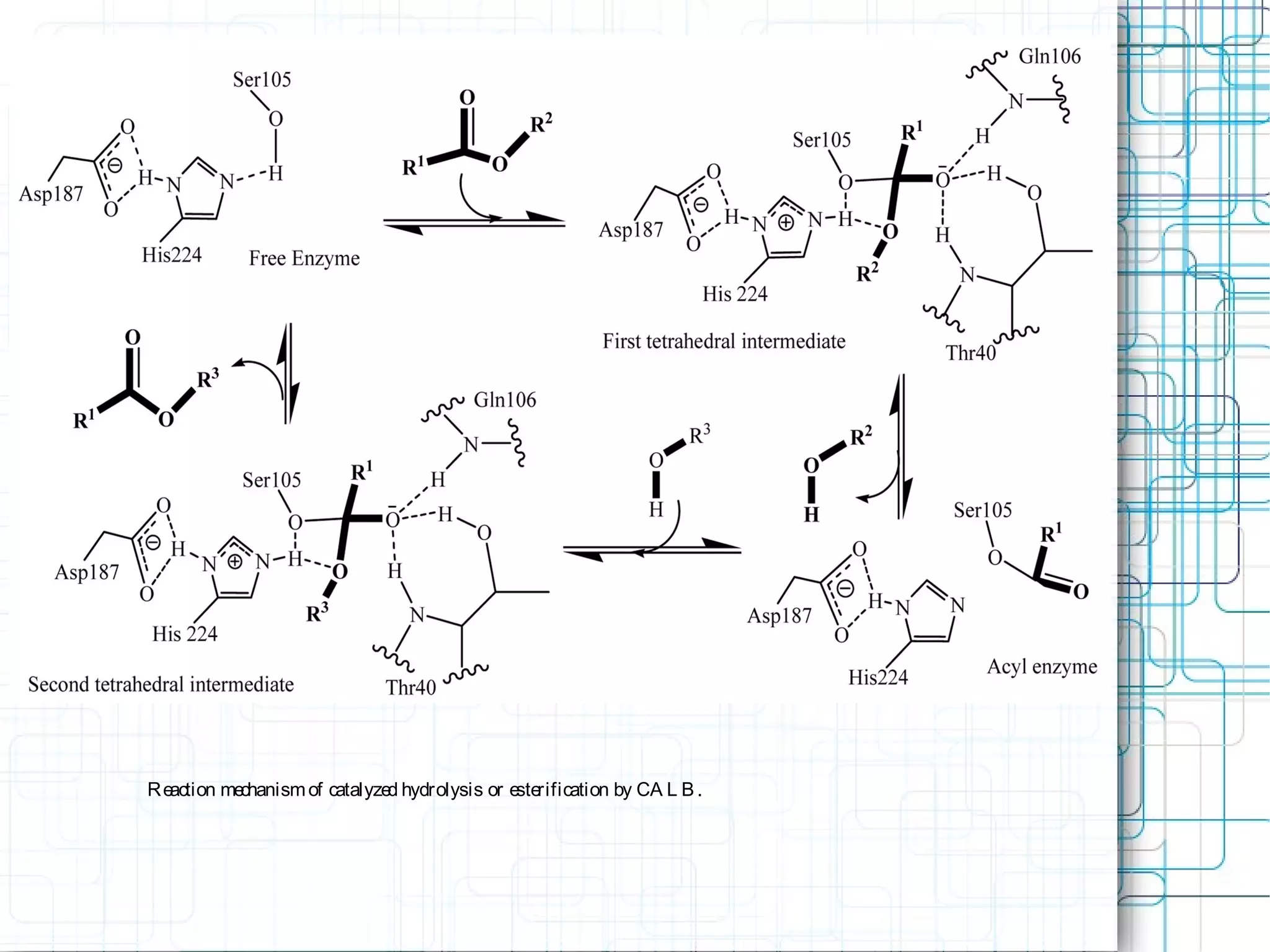 Reaction mechanismof catalyzed hydrolysis or esterification by CA L B.
 