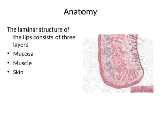 Principles and management of lip defects | PPT