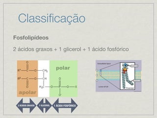 Classiﬁcação
Fosfolipídeos
2 ácidos graxos + 1 glicerol + 1 ácido fosfórico
1 GLICEROL 1 ÁCIDO FOSFÓRICO2 ÁCIDOS GRAXOS
 