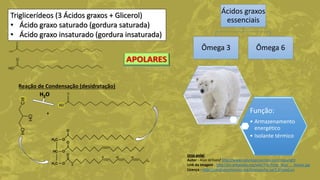 Triglicerídeos (3 Ácidos graxos + Glicerol)
• Ácido graxo saturado (gordura saturada)
• Ácido graxo insaturado (gordura insaturada)
+
H2O
Reação de Condensação (desidratação)
Ácidos graxos
essenciais
Ômega 3 Ômega 6
Função:
• Armazenamento
energético
• Isolante térmico
Urso polar
Autor - Alan Wilson/ http://www.naturespicsonline.com/copyright
Link da imagem - http://en.wikipedia.org/wiki/File:Polar_Bear_-_Alaska.jpg
Licença - http://creativecommons.org/licenses/by-sa/3.0/deed.en
 