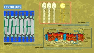 Fosfolipídios
Autor imagem – Foobar
Link da imagem - http://commons.wikimedia.org/wiki/File:Phospholipid_schematic_representation.png
Licença - http://creativecommons.org/licenses/by-sa/3.0/deed.en
Domínio Público
Link da imagem - http://en.wikipedia.org/wiki/File:Bilayer_hydration_profile.svg
Domínio Público
Link da imagem - http://pt.wikipedia.org/wiki/Ficheiro:Cell_membrane_detailed_diagram_pt.svg
 