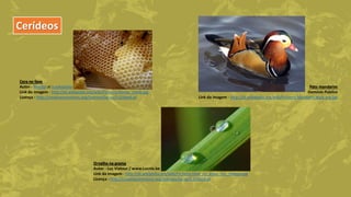 Cerídeos
Pato mandarim
Domínio Público
Link da imagem - http://pt.wikipedia.org/wiki/Ficheiro:Mandarin.duck.arp.jpg
Cera no favo
Autor - Merdal at tr.wikipedia
Link da imagem - http://pt.wikipedia.org/wiki/Ficheiro:Honey_comb.jpg
Licença - http://creativecommons.org/licenses/by-sa/3.0/deed.pt
Orvalho na grama
Autor - Luc Viatour / www.Lucnix.be
Link da imagem - http://pt.wikipedia.org/wiki/Ficheiro:Dew_on_grass_Luc_Viatour.jpg
Licença - http://creativecommons.org/licenses/by-sa/2.5/deed.pt
 