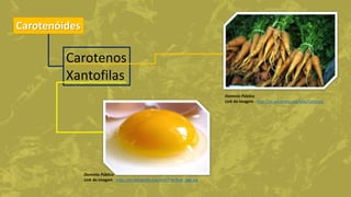 Carotenóides
Carotenos
Xantofilas
Domínio Público
Link da imagem - http://en.wikipedia.org/wiki/File:Raw_egg.jpg
Domínio Público
Link da imagem - http://pt.wikipedia.org/wiki/Cenoura
 