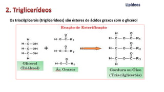 Os triacilgliceróis (triglicerídeos) são ésteres de ácidos graxos com o glicerol
 