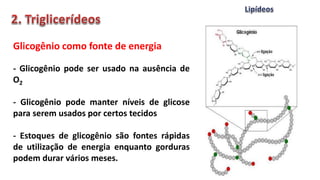 - Glicogênio pode ser usado na ausência de
O2
- Glicogênio pode manter níveis de glicose
para serem usados por certos tecidos
- Estoques de glicogênio são fontes rápidas
de utilização de energia enquanto gorduras
podem durar vários meses.
Glicogênio como fonte de energia
 