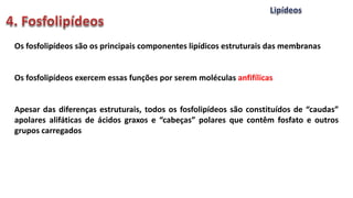 Os fosfolipídeos são os principais componentes lipídicos estruturais das membranas
Os fosfolipídeos exercem essas funções por serem moléculas anfifílicas
Apesar das diferenças estruturais, todos os fosfolipídeos são constituídos de “caudas”
apolares alifáticas de ácidos graxos e “cabeças” polares que contêm fosfato e outros
grupos carregados
 