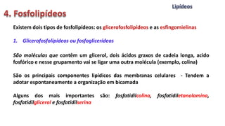 Existem dois tipos de fosfolipídeos: os glicerofosfolipídeos e as esfingomielinas
1. Glicerofosfolipídeos ou fosfoglicerídeos
São moléculas que contêm um glicerol, dois ácidos graxos de cadeia longa, acido
fosfórico e nesse grupamento vai se ligar uma outra molécula (exemplo, colina)
São os principais componentes lipídicos das membranas celulares - Tendem a
adotar espontaneamente a organização em bicamada
Alguns dos mais importantes são: fosfatidilcolina, fosfatidiletanolamina,
fosfatidilglicerol e fosfatidilserina
 