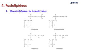 1. Glicerofosfolipídeos ou fosfoglicerídeos
 