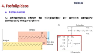 2. Esfingomielinas
As esfingomielinas diferem dos fosfoglicerídeos por conterem esfingosina
(aminoálcool) em lugar de glicerol
 