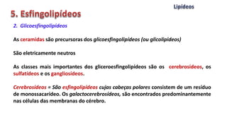 2. Glicoesfingolipídeos
As ceramidas são precursoras dos glicoesfingolipídeos (ou glicolipídeos)
São eletricamente neutros
As classes mais importantes dos gliceroesfingolipídeos são os cerebrosídeos, os
sulfatídeos e os gangliosídeos.
Cerebrosídeos = São esfingolipídeos cujas cabeças polares consistem de um resíduo
de monossacarídeo. Os galactocerebrosídeos, são encontrados predominantemente
nas células das membranas do cérebro.
 