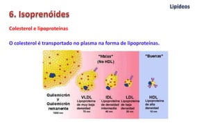 Colesterol e lipoproteínas
O colesterol é transportado no plasma na forma de lipoproteínas.
 