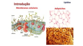 Adipócitos
Membranas celulares
 