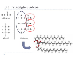 3.1 Triacilglicerídeos
 
