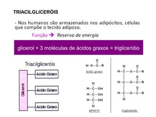 TRIACILGLICERÓIS
glicerol + 3 moléculas de ácidos graxos = triglicerídio
 