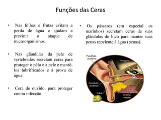 Funções das Ceras
• Nas folhas e frutas evitam a
perda de água e ajudam a
previnir o ataque de
microorganismos.
• Nas glândulas da pele de
vertebrados secretam ceras para
proteger o pêlo e a pele e mantê-
los lubrifricados e à prova de
água.
• Cera de ouvido, para proteger
contra infecção.
• Os pássaros (em especial os
marinhos) secretam ceras de suas
glândulas do bico para manter suas
penas repelente à água (penas).
 