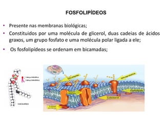 FOSFOLIPÍDEOS
• Presente nas membranas biológicas;
• Constituidos por uma molécula de glicerol, duas cadeias de ácidos
graxos, um grupo fosfato e uma molécula polar ligada a ele;
• Os fosfolipídeos se ordenam em bicamadas;
 