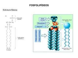 FOSFOLIPÍDEOS
Estrutura Básica
 