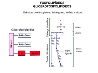 FOSFOLIPÍDEOS
GLICEROFOSFOLIPÍDEOS
Estrutura contém glicerol, ácido graxo, fosfato e alcool.
 