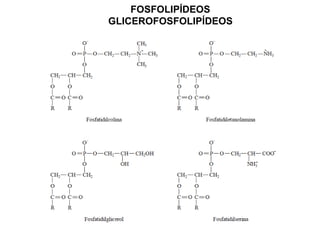 FOSFOLIPÍDEOS
GLICEROFOSFOLIPÍDEOS
 