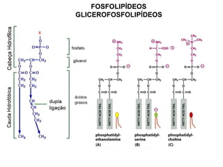 FOSFOLIPÍDEOS
GLICEROFOSFOLIPÍDEOS
 