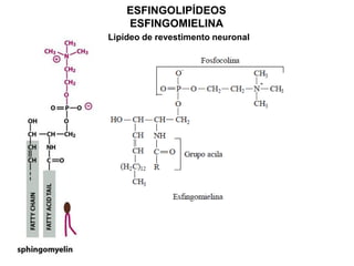 ESFINGOLIPÍDEOS
ESFINGOMIELINA
Lipídeo de revestimento neuronal
 