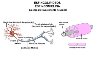 ESFINGOLIPÍDEOS
ESFINGOMIELINA
Lipídeo de revestimento neuronal
 