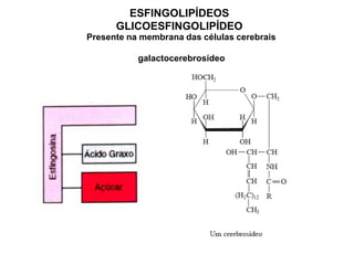 ESFINGOLIPÍDEOS
GLICOESFINGOLIPÍDEO
Presente na membrana das células cerebrais
galactocerebrosídeo
 