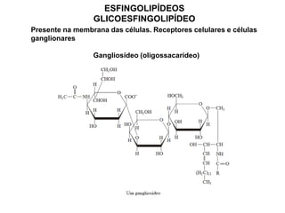 ESFINGOLIPÍDEOS
GLICOESFINGOLIPÍDEO
Presente na membrana das células. Receptores celulares e células
ganglionares
Gangliosídeo (oligossacarídeo)
 