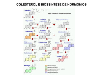 COLESTEROL E BIOSSÍNTESE DE HORMÔNIOS
 