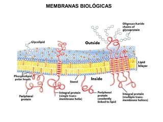 MEMBRANAS BIOLÓGICAS
 