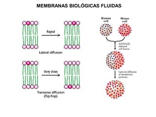 MEMBRANAS BIOLÓGICAS FLUIDAS
 