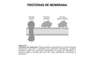 PROTEÍNAS DE MEMBRANA
 