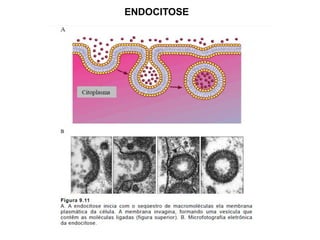 ENDOCITOSE
 