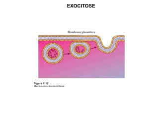 EXOCITOSE
 