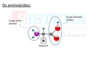 Os aminoácidos:
Grupo carboxila
(ácido)Grupo amina
(básico)
Radical R
 